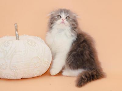 Blue Bicolor Highland Fold Boy - Scottish Fold - Gallery Photo #1