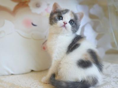 Calico With White Girl - British Shorthair - Gallery Photo #1