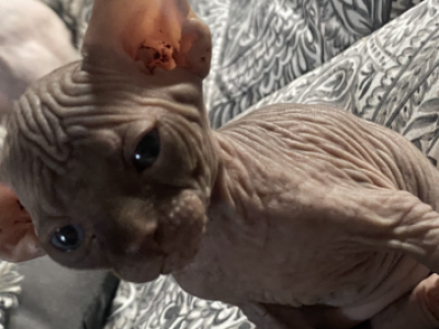 Coco - Sphynx - Gallery Photo #1