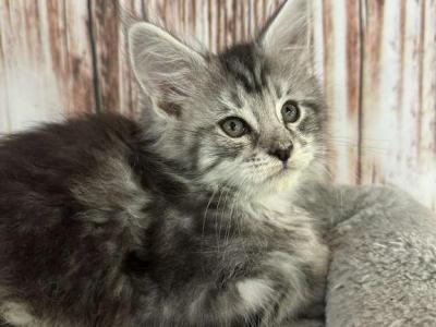 Paisley - Maine Coon - Gallery Photo #1