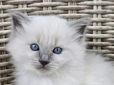 Ragdoll Blue Point Boy - Ragdoll - Gallery Photo #1