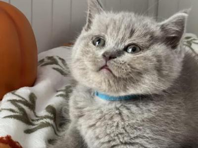 Wilson - British Shorthair - Gallery Photo #1