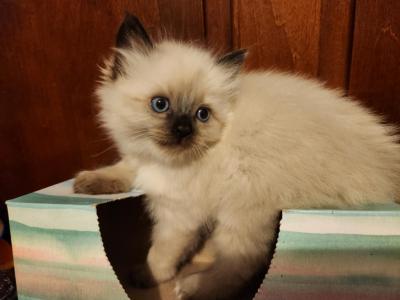 Seal Colorpoint Male - Ragdoll - Gallery Photo #1