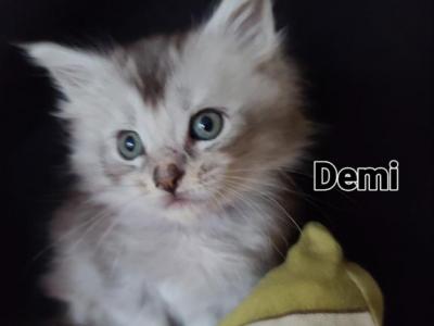 Demi - Maine Coon - Gallery Photo #1