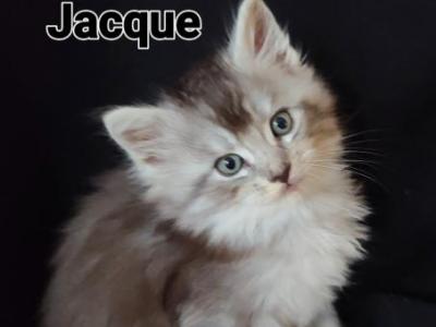 Jacque - Maine Coon - Gallery Photo #1