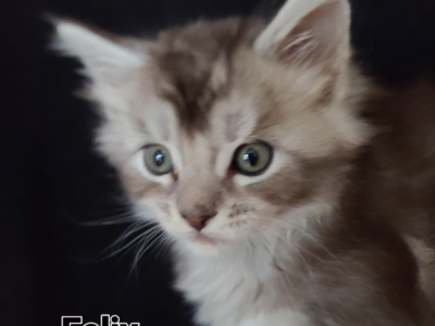 Felix - Maine Coon - Gallery Photo #1