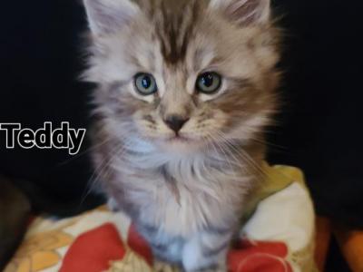 Teddy - Maine Coon - Gallery Photo #1