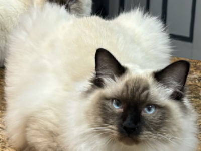 Gorgeous Felix - Ragdoll - Gallery Photo #1