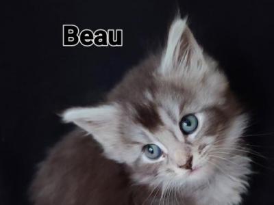 Beau - Maine Coon - Gallery Photo #1