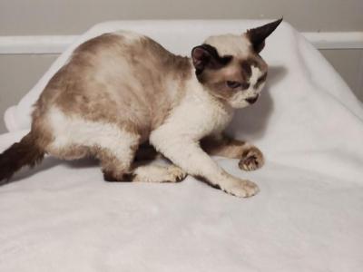 Retired Devon Rex Adult Honey - Devon Rex - Gallery Photo #1