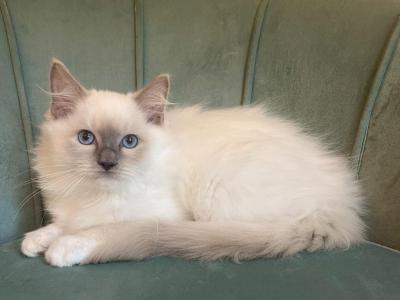 Mitted Male Kitten - Ragdoll - Gallery Photo #1