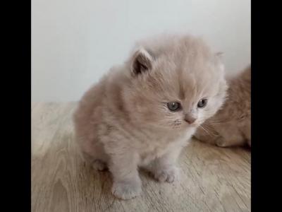 LUXURY BRITISH SHORTHAIR KITTENS - British Shorthair - Gallery Photo #1