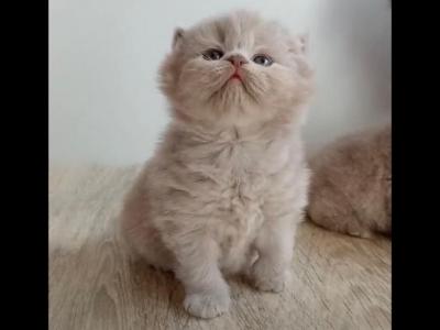 LUXURY BRITISH SHORTHAIR KITTENS - British Shorthair - Gallery Photo #1