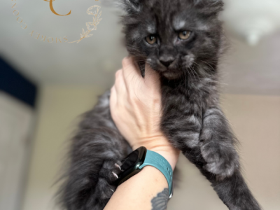 Ghost The Dire Wolves Litter - Maine Coon - Gallery Photo #1