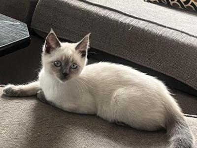 Goose - Ragdoll - Gallery Photo #1