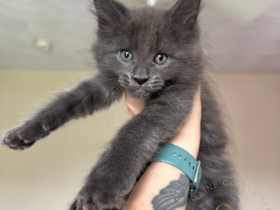 Grey Wind The Dire Wolves Litter - Maine Coon - Gallery Photo #1