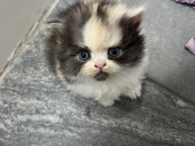 Calico Persian Female - Persian - Gallery Photo #1