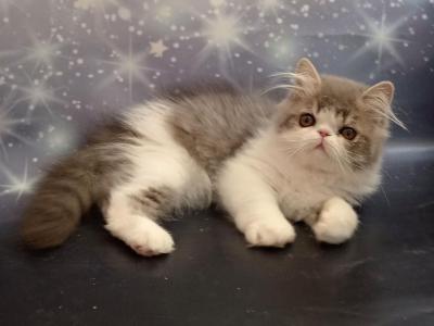 Zoryana Persian Female Blue Bicolour - Persian - Gallery Photo #1