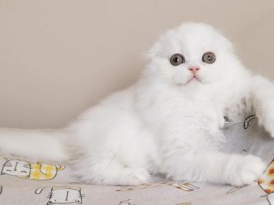 Bonus Scottish Fold Male White - Scottish Fold - Gallery Photo #1