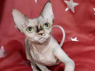 Janet Canadian Sphynx Female Blue Tortie - Sphynx - Gallery Photo #1