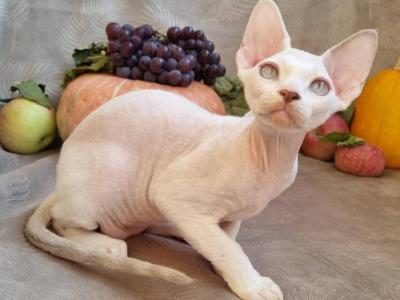 Lucky Devon Rex Male Lilac Van Pointed - Devon Rex - Gallery Photo #1