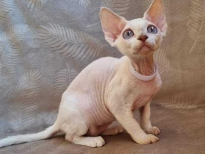 Lola Devon Rex Female Lilac Van Pointed - Devon Rex - Gallery Photo #1