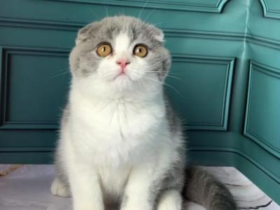 Faro - Scottish Fold - Gallery Photo #1