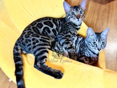 Bengal Kitten Cookie - Bengal - Gallery Photo #1