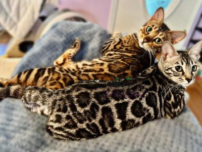 Bengal Kittens Florida Ready Now - Bengal - Gallery Photo #1