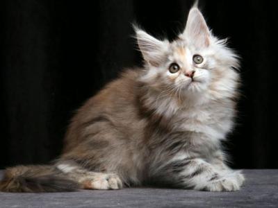 Grandeza Maine Coon Female Blue Tortie Silver Tab - Maine Coon - Gallery Photo #1