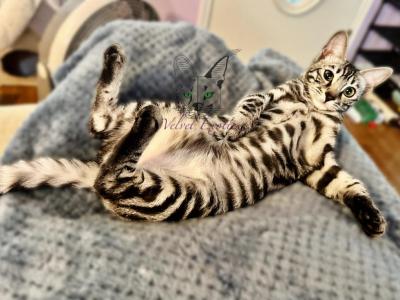 Bengal Kittens Ready To Go - Bengal - Gallery Photo #1