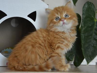 Hilton Scottish Straight Male Red Spotted Tabby - Scottish Straight - Gallery Photo #1