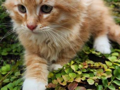 Ginger - Siberian - Gallery Photo #1