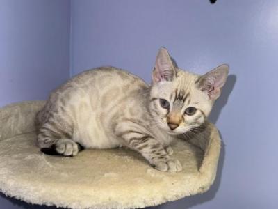 Snow Flake - Bengal - Gallery Photo #1