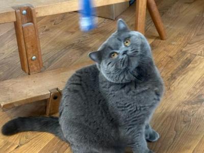 Oxford - British Shorthair - Gallery Photo #1