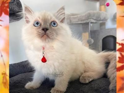 Jasper Blue Pointed Ragdoll Male - Ragdoll - Gallery Photo #1