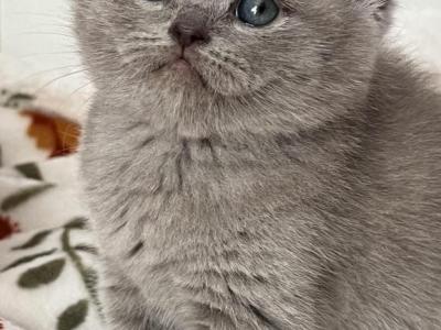 Linda - British Shorthair - Gallery Photo #1