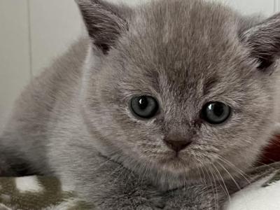 Linda - British Shorthair - Gallery Photo #1