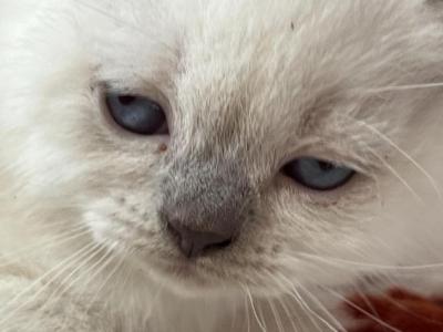 Shelly - British Shorthair - Gallery Photo #1