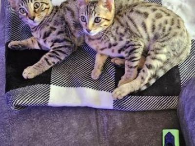 Queen Harleys Beautiful Babies - Bengal - Gallery Photo #1