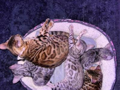 Finnie - Bengal - Gallery Photo #1