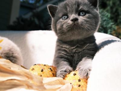 Cuddles - British Shorthair - Gallery Photo #1