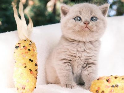 Cleo - British Shorthair - Gallery Photo #1