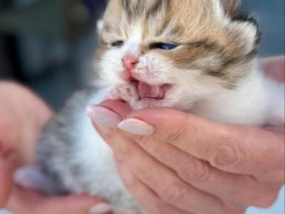 Queen Eve B Litter - Scottish Fold - Gallery Photo #1