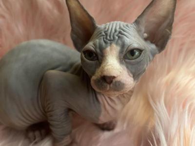 Lora - Sphynx - Gallery Photo #1