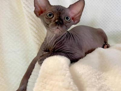 Kasper - Sphynx - Gallery Photo #1