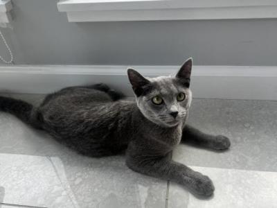 Masha - Russian Blue - Gallery Photo #1