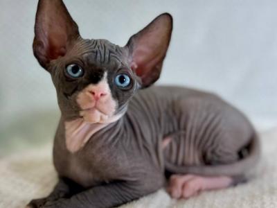 Marat - Sphynx - Gallery Photo #1