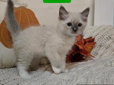 Blue Point Kittens - Ragdoll - Gallery Photo #1