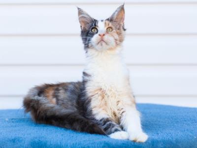 Barbie - Maine Coon - Gallery Photo #1